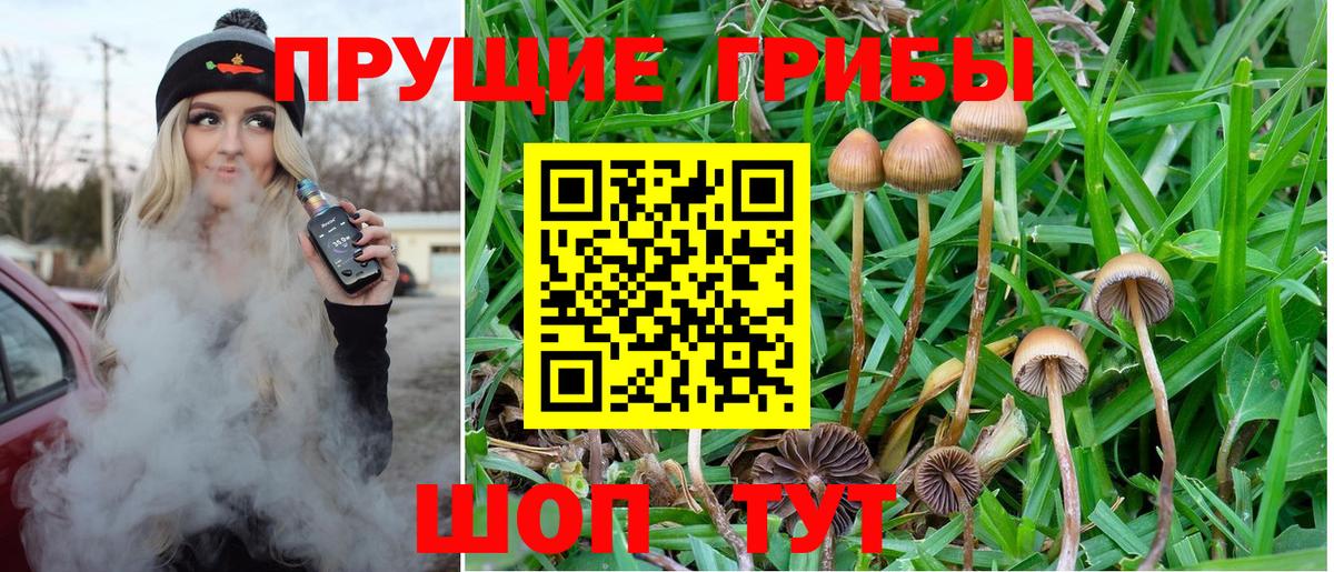 Вологда  Галлюциногенные грибы прущие грибы  Вход с VPN 